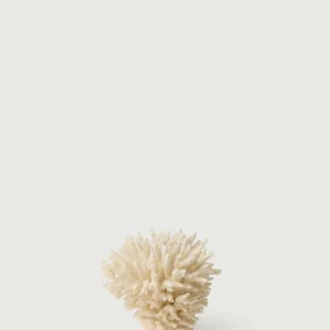 BRANCHE DE CORAIL BLANC